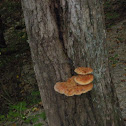 Inonotus Hispidus ?
