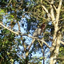 Rufescent Tiger Heron
