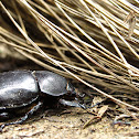 Rhino beetle