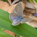 Common Grass Blue