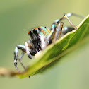 Jumping Spider