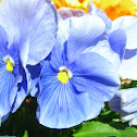 Blue Pansy