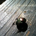 Rainbow Scarab