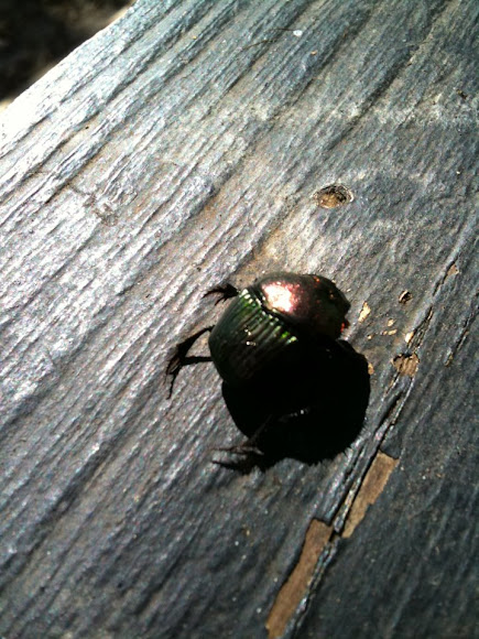Spotting Image 1