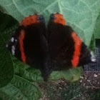 Butterfly, Red Admiral