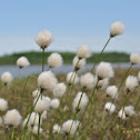 Cotton Grass