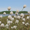 Cotton Grass