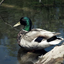 Mallard