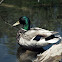 Mallard
