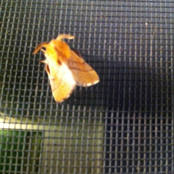 Spotting Image 1