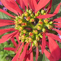 Poinsettia