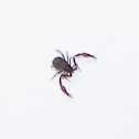 Pseudoscorpion