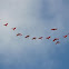Red Ibis