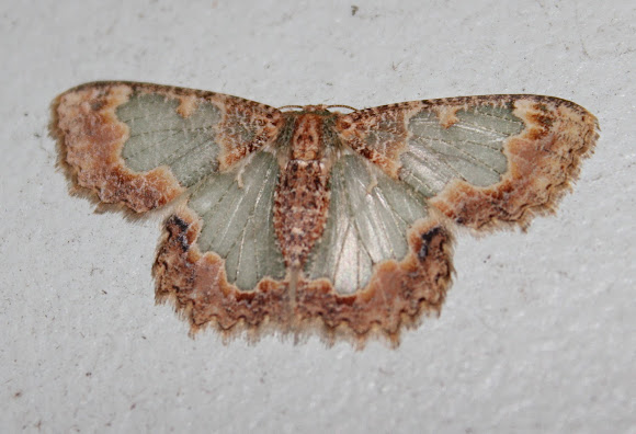 Spotting Image 1
