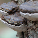 Red Belt Fungus