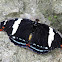 Catonephele numilia esite, female.
