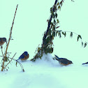 Eastern Bluebirds