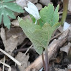 Bloodroot