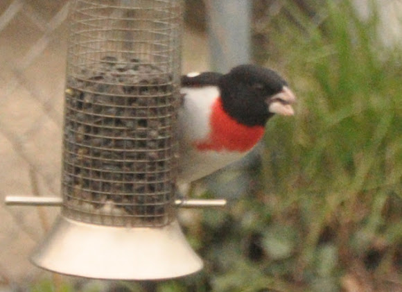 Spotting Image 1