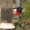 Rose-breasted Grosbeak