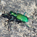 Six-spotted Tiger Beetle