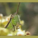 Portrait of a Grass Hopper~