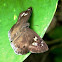 Common Snow Flat Skipper Butterfly
