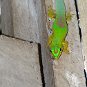 Day Gecko