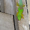 Day Gecko