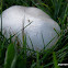 Fungus