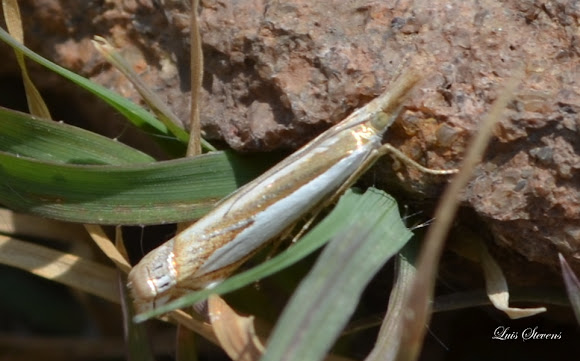 Spotting Image 1