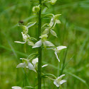 platanthère à fleurs vertes
