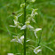platanthère à fleurs vertes