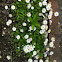 Common Fleabane or English Daisy