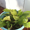 Lettuce