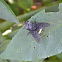 Tachinid Fly