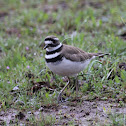 Killdeer