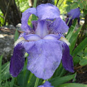 Bearded iris