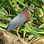Green Heron