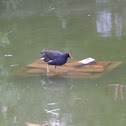 Moorhen