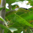 Green Tree Snake