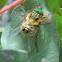 Nectar feeding horse fly