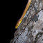 Yellow Ratsnake