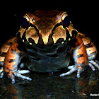 Smoky Jungle Frog