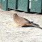 California Towhee