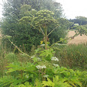 Riesen Bärenklau - Giant Hogweed