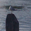 American gull