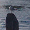 American gull
