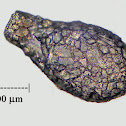 Difflugia