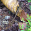 Lizard